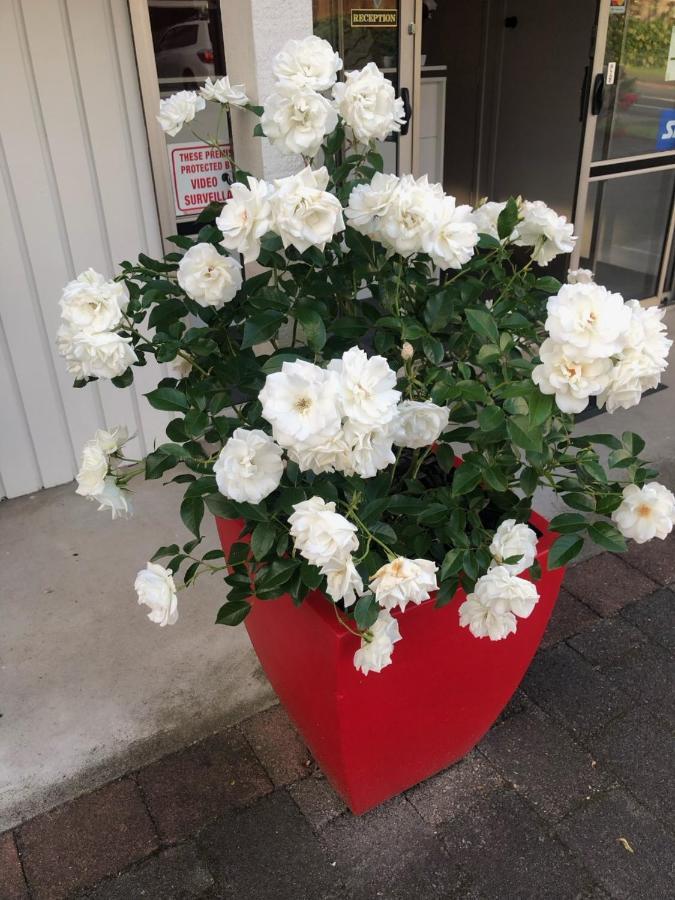 Rosetown Motel 테 아와무투 외부 사진